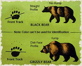 What's the Difference Between a Brown Bear and a Black Bear